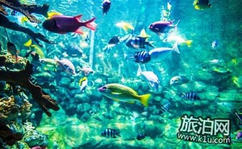 南京海底世界游玩攻略 南京海底世界值得去吗-旅游官网
