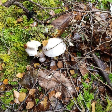 Te Urewera Treks (Rotorua) - 2021 What to Know Before You Go (with ...