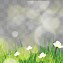 Image result for Spring Bunnies Background