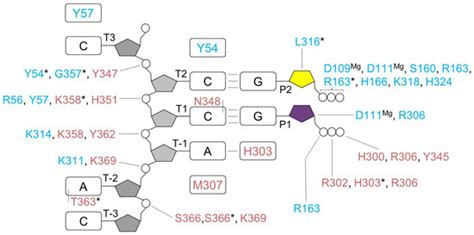 Elaborated Action of the Human Primosome