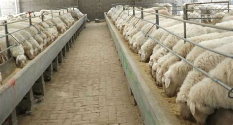 安徽固镇：走在乡村振兴的“羊”光大道上|养殖业|固镇县|湖羊_新浪新闻