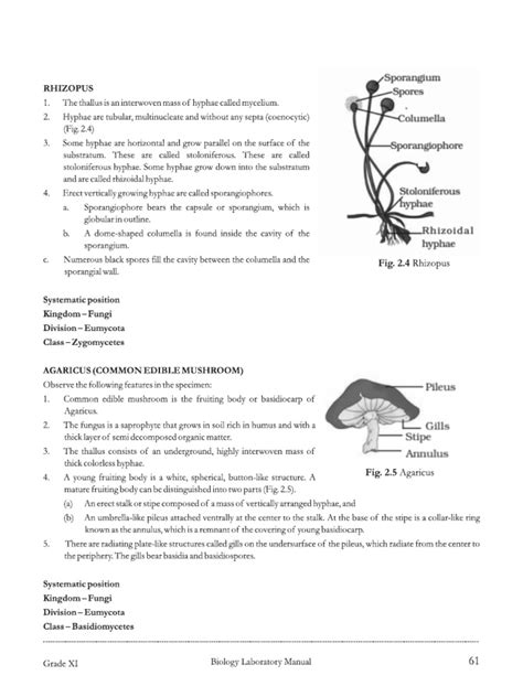 11th Output JavaScript in Practical 的图像结果