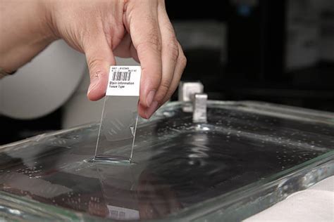 Image result for Tissue Sample