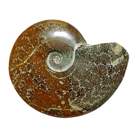 Ammonite (Cleoniceras) – CrystalCaveIndia