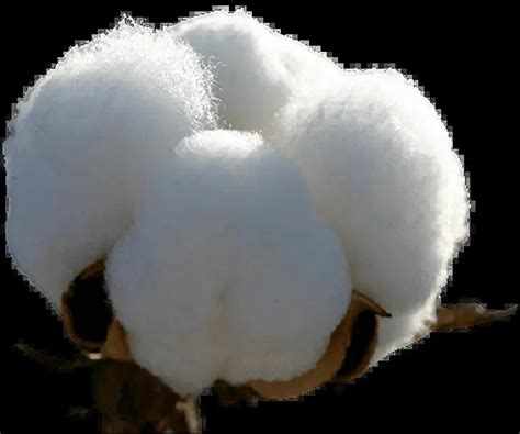 Open End Cotton Yarn Manufacturers - Suppliers - Exporters in India ...