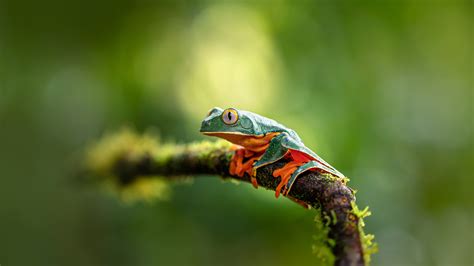 Bing Frog Wallpaper 的图像结果