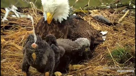 Image result for Bird Poop Removal