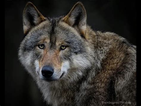 Image result for Male Wolves Cry