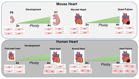 Cardiomyocyte Ploidy, Metabolic Reprogramming and Heart Repair