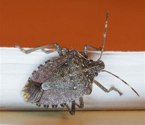 Controlling Stink Bugs In Home