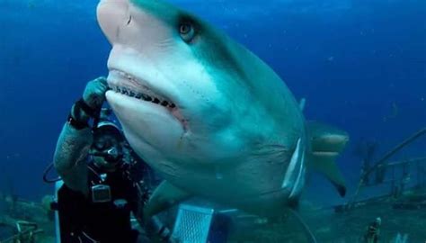 Dubai Aquarium & Underwater Zoo: All You Need To Know!