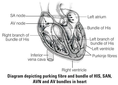 SATHEE: Body Fluids and Ciculation