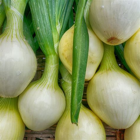 Best Onions For Chili and How To Use The Different Types | The Addy Bean