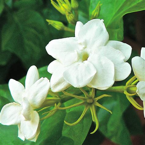 Sampaguita The National Flower Of The Philippines Steemit
