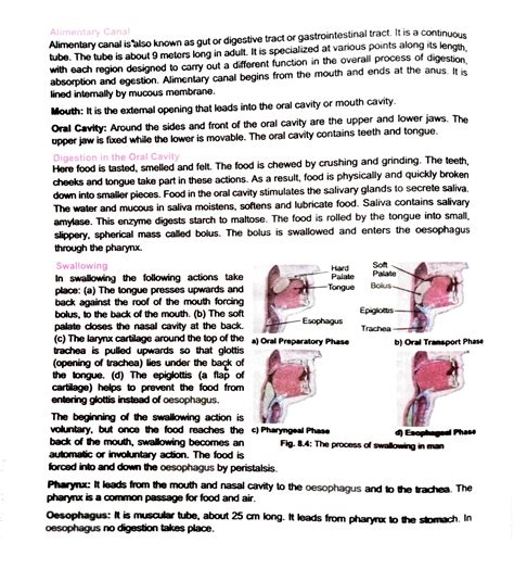 Digestion Process Explained 的图像结果