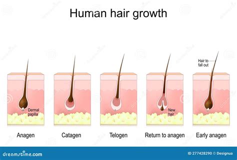 Human Hair Growth. Life Cycle of Hair Follicle Stock Vector - Illustration of cycle, skin: 277428290