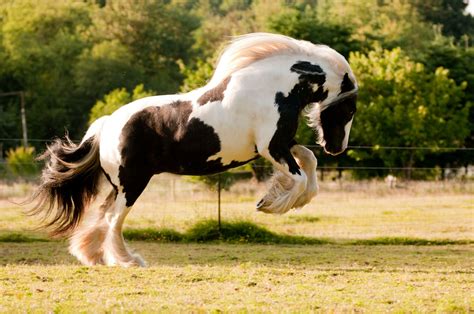 Gypsy Vanner Horse Breed Profile