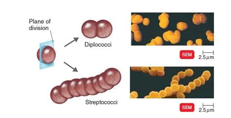 Image result for Color Scale for Lab Experiments