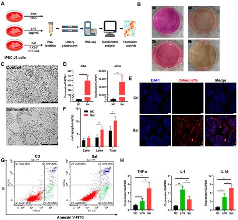 The Metabolic Pathway of Bile Secretion Is Vulnerable to Salmonella ...