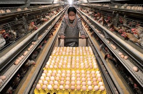 蛋鸡养殖技术要点
