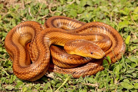 Rat Snakes in Florida | Highest Population of Snakes - Your Pet Planet
