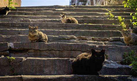 Feral Cats Map