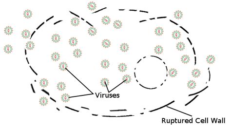 Image result for How Do Viruses Work