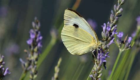 33 Largest Zoos In The World That Are A Must Visit In 2025!