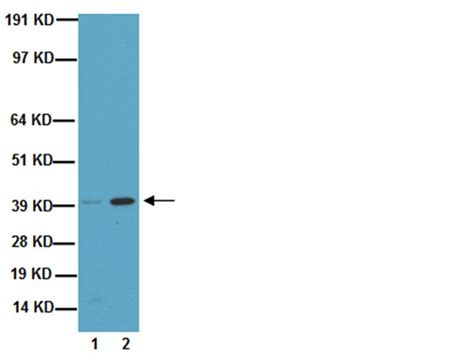Anti-Connexin 43 Antibody, clone 4E6.2 | MAB3067