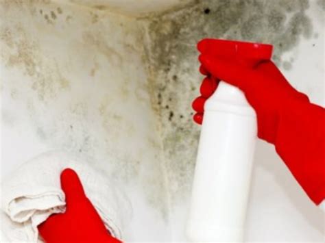 Mostró el truco definitivo para quitar los hongos de la pared y ...