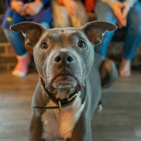 171 French Dog Names: Puppy names with meanings