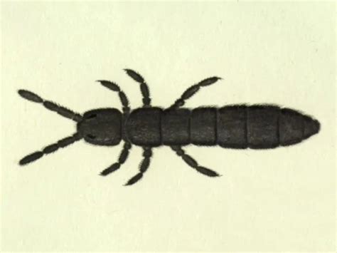 Image result for Springtail Facts