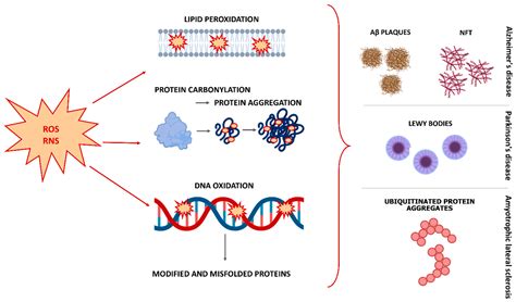 Plant-Based Antioxidants for Prevention and Treatment of Neurodegenerative Diseases ...