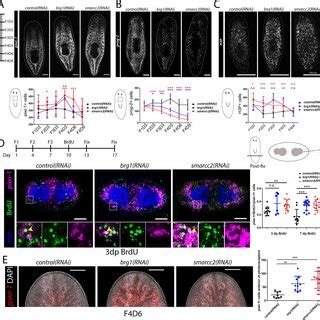 Image result for Extracts BAF