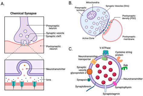 Synaptic Cleft Diagram