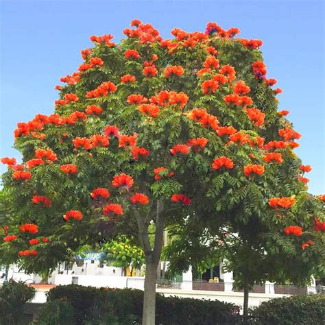 Explore BEST Avenue Trees In Kadiyam — Kadiyam Rajasri Nursery Exports