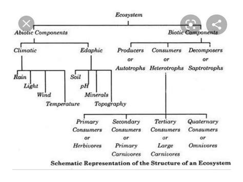 Image result for Ecosystem Structure and Function