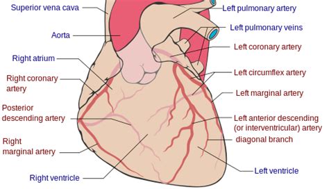 Posterior interventricular artery - wikidoc