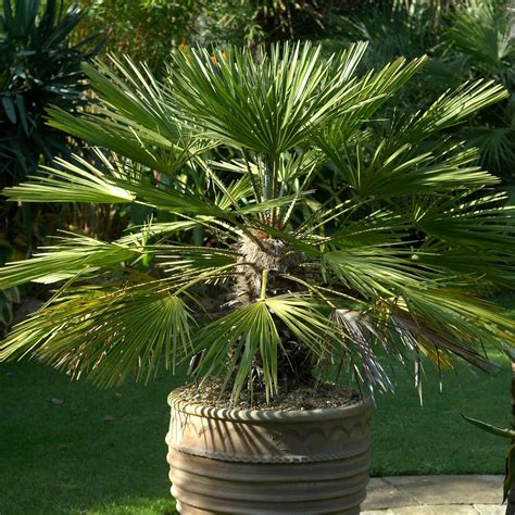 Chamaerops Humilis European Fan Palm Plant Hardy Rare Exotic Outdoor ...