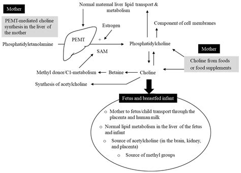 A Narrative Review on Maternal Choline Intake and Liver Function of the ...