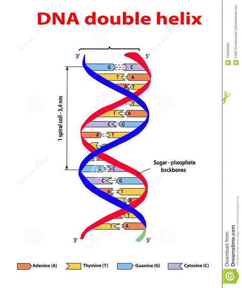 DNA Structure Double Helix Colore on White Background. Nucleotide ...