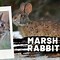 Image result for Nest of Eastern Cottontail Rabbit