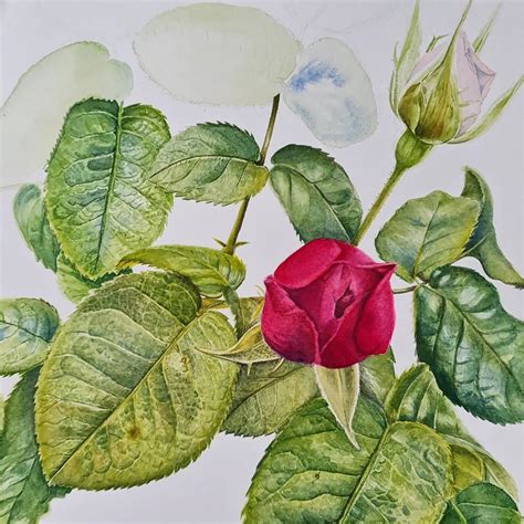 Rose Leaves Turning Yellow: How to Fix?