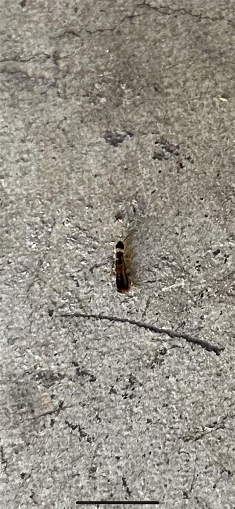 Image result for Insect V Insect