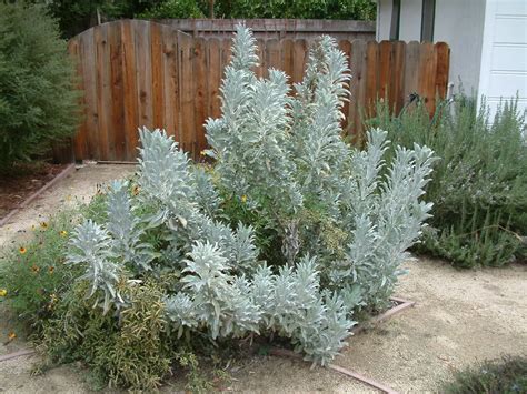 White Sage Plant