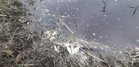 WFD 2019: Mass Fish Kill Incidents Due to Pollution, Dry Rivers In ...