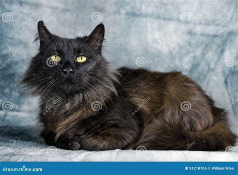 Long Hair Cat Black