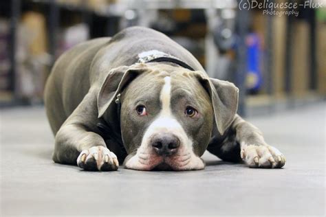 Image result for Terrifying Pit Bull