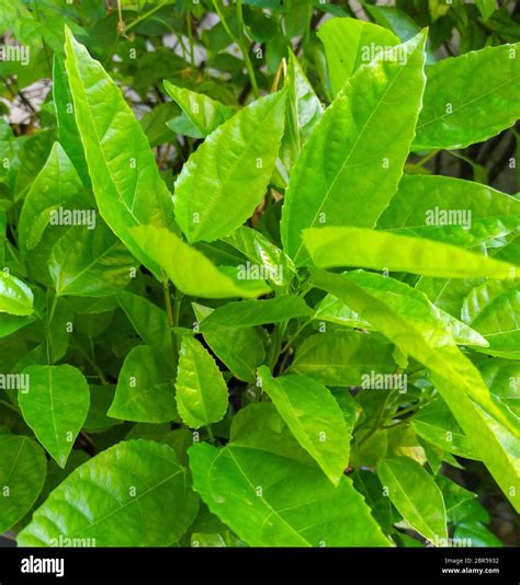 Passion Fruit Plant Leaf