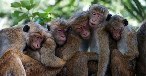 Monkeys vs. Monkies: Correct Spelling Explained